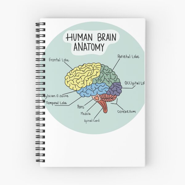 Item preview, Brain Anatomy Doodle designed and sold by Maddie Broad.
