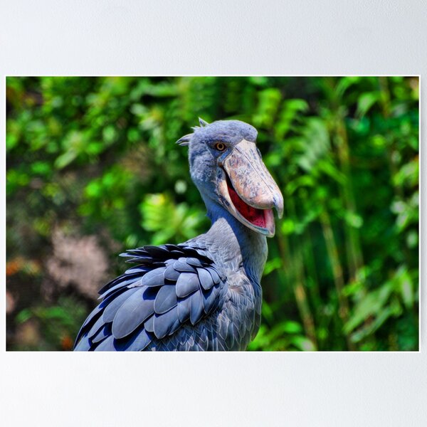 Item preview, Shoebill  designed and sold by Savannah Gibbs.