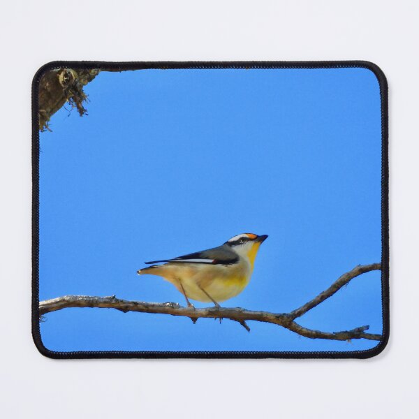 Item preview, bird Striated Pardalote  colour shot  designed and sold by Mark Grimsley.