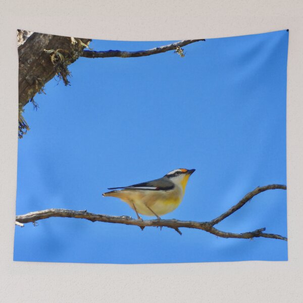 Item preview, bird Striated Pardalote  colour shot  designed and sold by Mark Grimsley.