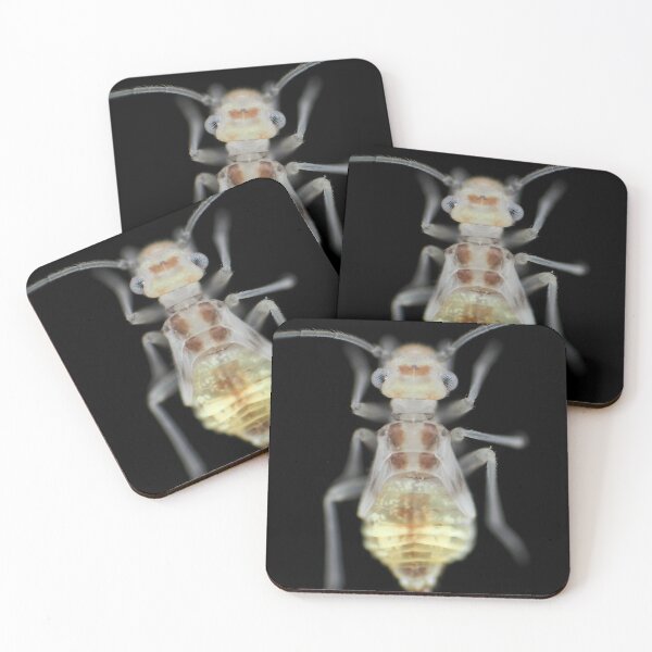 Item preview, Barklouse (Psocidae)under the microscope designed and sold by SDym Photography.
