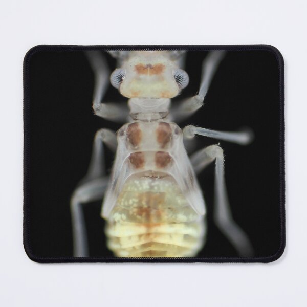 Item preview, Barklouse (Psocidae)under the microscope designed and sold by SDym Photography.