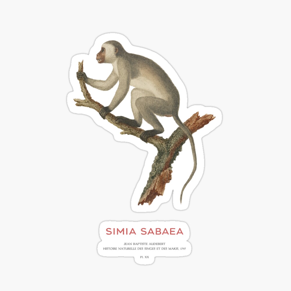 Green monkey or Simia sabaea