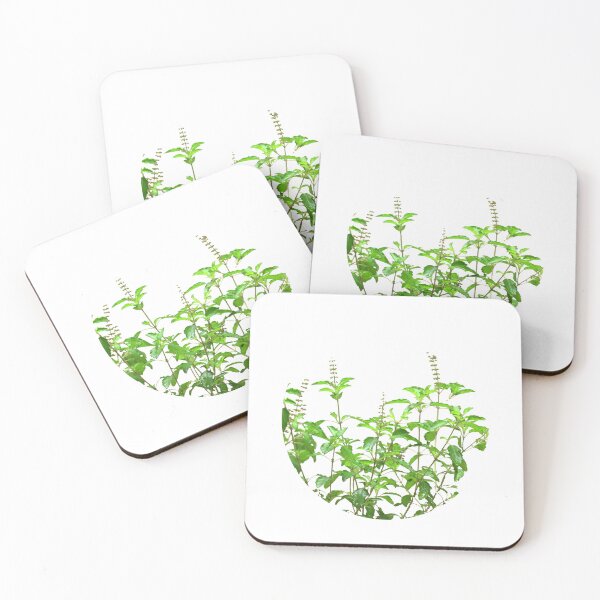 Item preview, Basil plant/Herb/Tulsi/Ayurveda designed and sold by VeenaNair23.