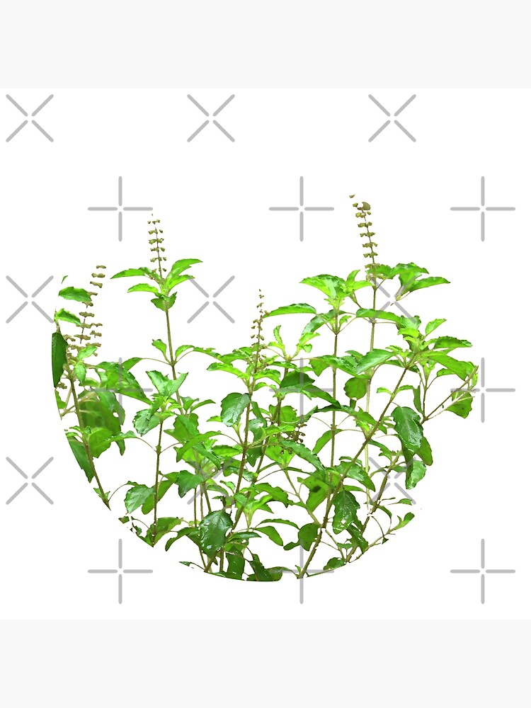 Holy Basil Essential Oil Profile | Miracle Botanicals Blog