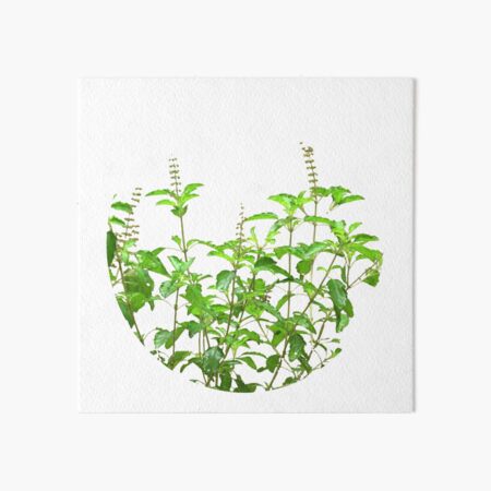 Tulsi plant botanical illustration | MUSE AI