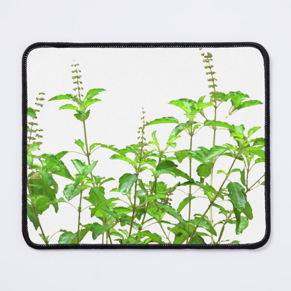 Holy basil plants with purple flowers and green leaves. Isolated drawing on  white background. Flat vector illustration. 4382757 Vector Art at Vecteezy