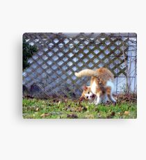 playful kitty Canvas Print