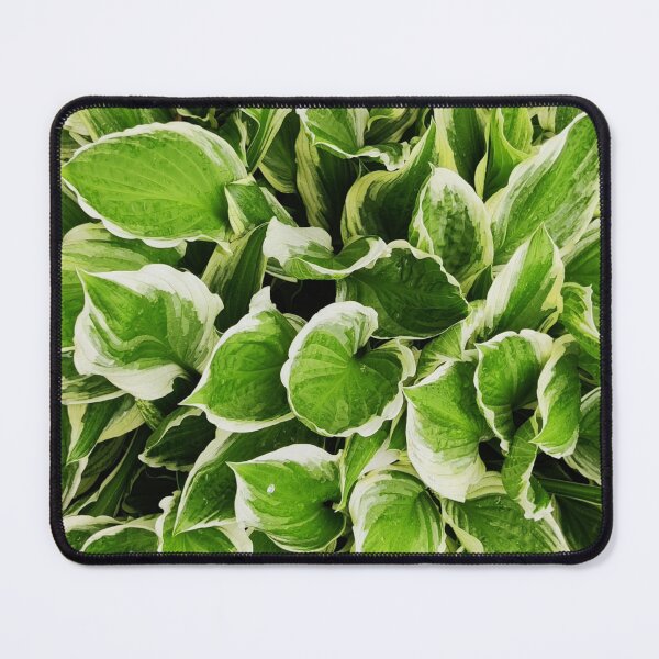 Artikelvorschau, Hosta-Pflanze/Mehrjährige/Garten/Natur entworfen und verkauft von VeenaNair23.