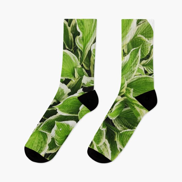 Item preview, Hosta plant/perennial/garden/nature designed and sold by VeenaNair23.