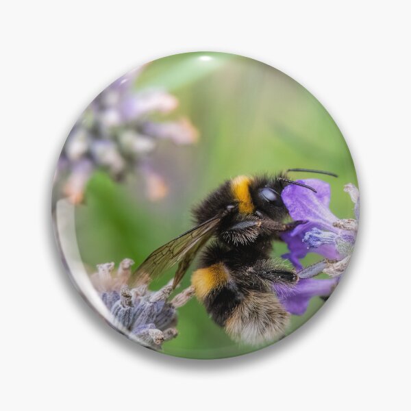 Item preview, Buff-tailed Bumble bee designed and sold by Phil Hemsley.