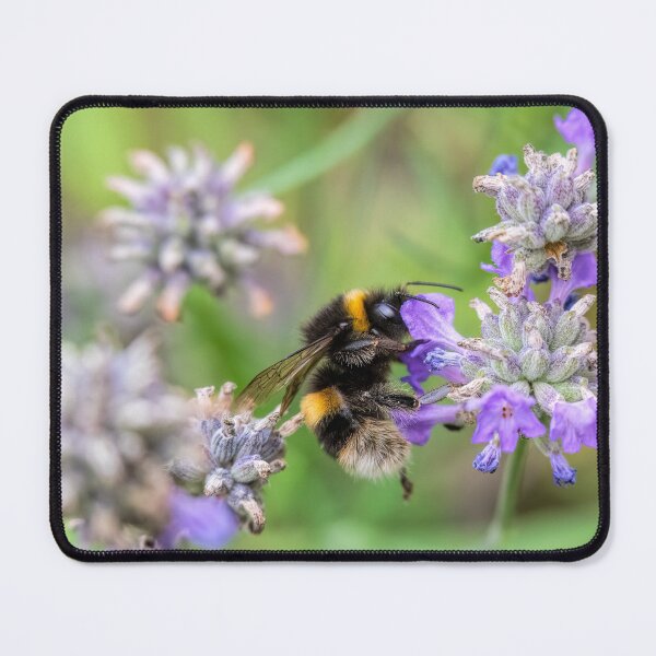 Item preview, Buff-tailed Bumble bee designed and sold by Phil Hemsley.