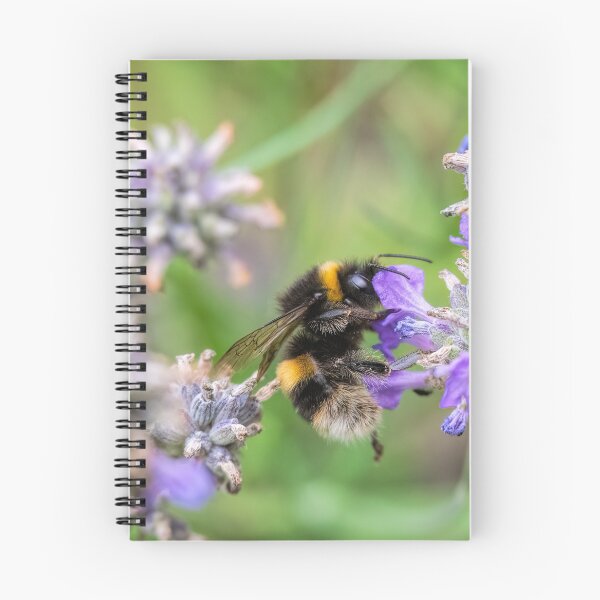 Item preview, Buff-tailed Bumble bee designed and sold by Phil Hemsley.