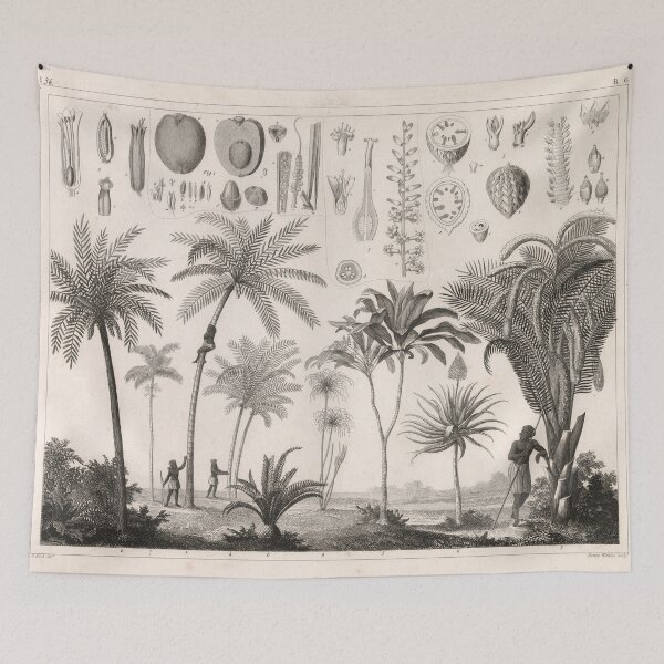 Item preview, Vintage Tropical Trees & Vegetation Illustrative Diagram (1850) designed and sold by BravuraMedia.