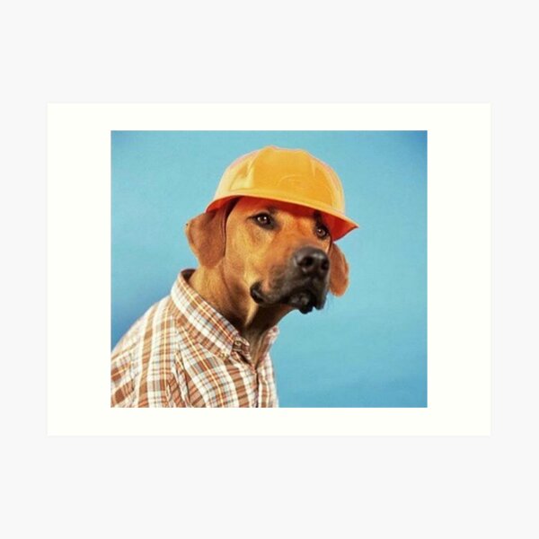 dog hard hat