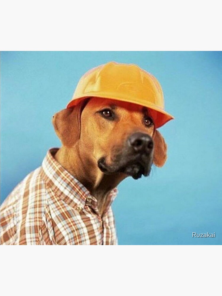 dog hard hat