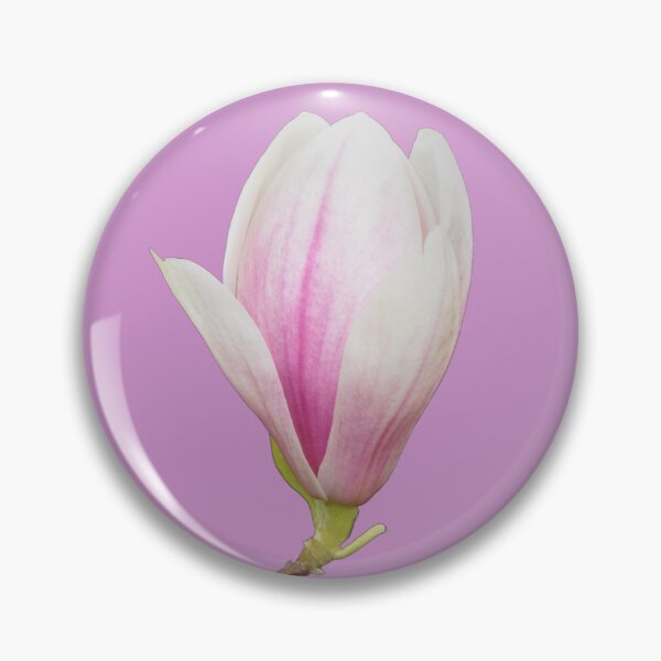Item preview, Tulip Magnolia Tree Bloom - soft pink background designed and sold by Louise-Mae.