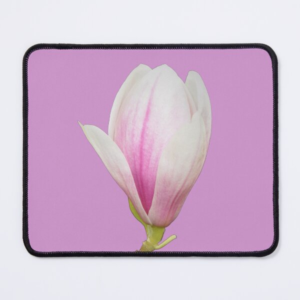 Item preview, Tulip Magnolia Tree Bloom - soft pink background designed and sold by Louise-Mae.