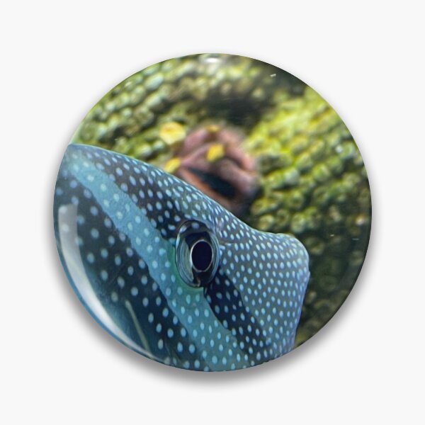 Item preview, Red Sea Sailfin Tang designed and sold by Pisces-Pics.