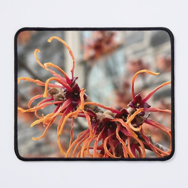 Item preview, Witch Hazel by the KINSC designed and sold by Pisces-Pics.