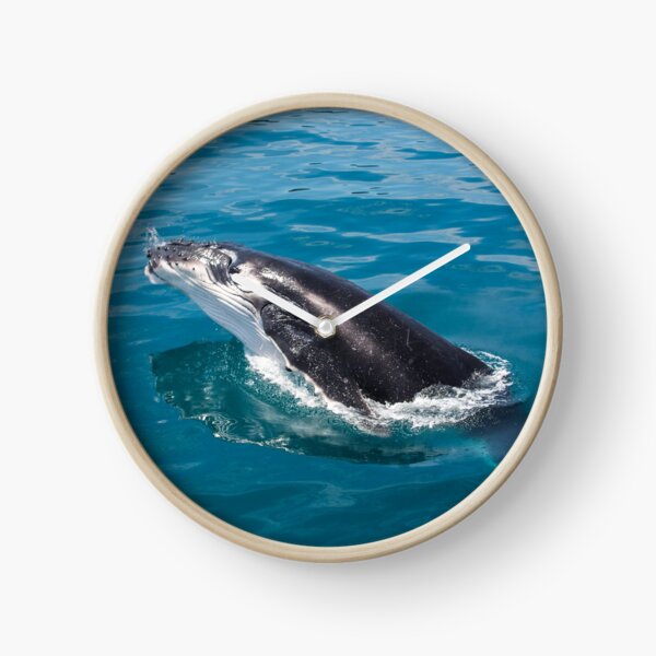 Humpback whale calf, Moreton Bay Clock