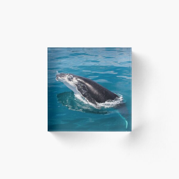 Humpback whale calf, Moreton Bay Acrylic Block