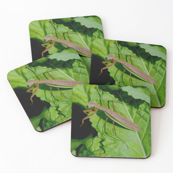 Item preview, MANTODEA, MANTIDAE, MANTIS C2021 Steve Yellowbear Fine Photographic Art designed and sold by SteveYellowbear.