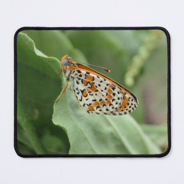 Item preview, Spotted Fritillary: Melitaea didyma designed and sold by Entomologist.