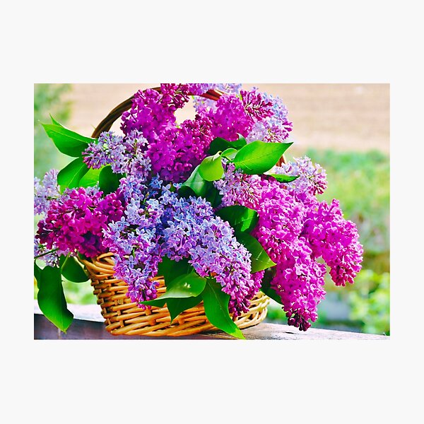 Item preview, Basket of Lilacs designed and sold by TeesNthese.