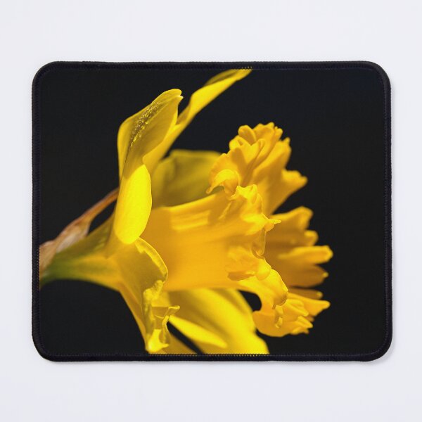 Item preview, Yellow Daffodil Flower designed and sold by Joy Watson - Natural Light Photography .