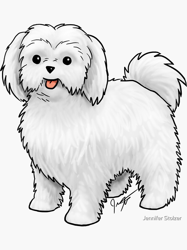 Maltese - Puppy Cut by jameson9101322