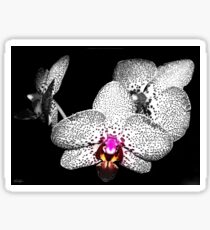 Focal Orchid Sticker