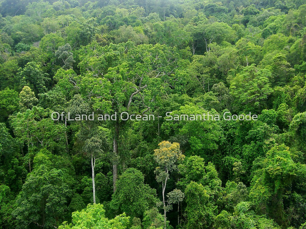 "Ancient Tropical Rainforest canopy " by Of Land & Ocean ...