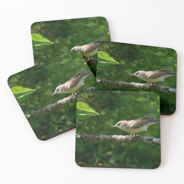 Item preview, Stopped for a moment. Lesser whitethroat designed and sold by Jouko Lehto Photography.
