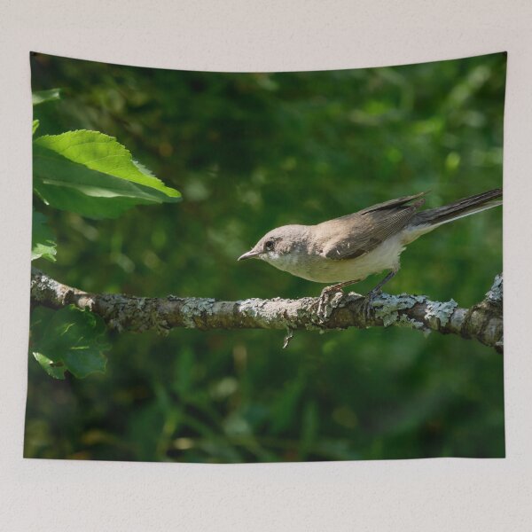 Item preview, Stopped for a moment. Lesser whitethroat designed and sold by Jouko Lehto Photography.