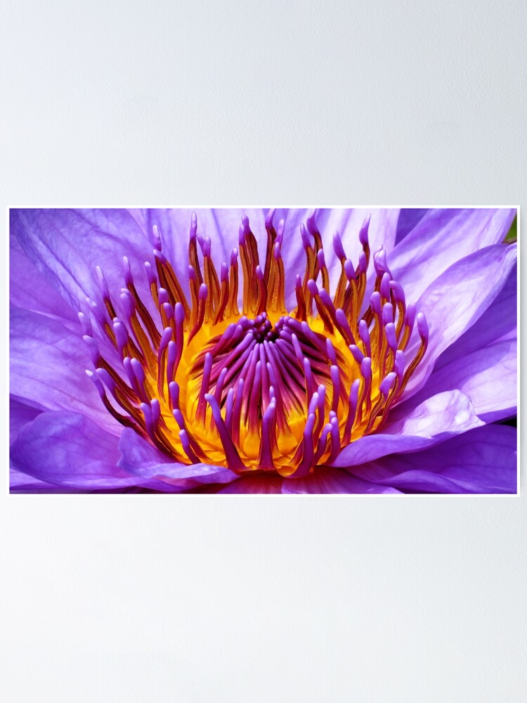 Thumbnail 1 of 3, Poster, Radiance designed and sold by shutterbug2010.