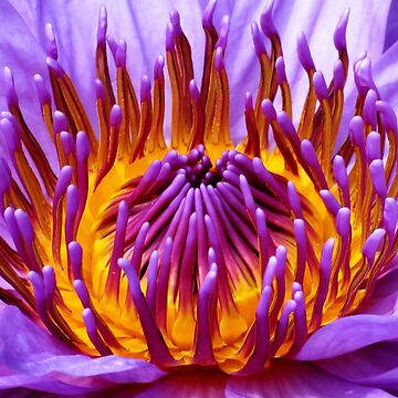Artwork thumbnail, Radiance by shutterbug2010