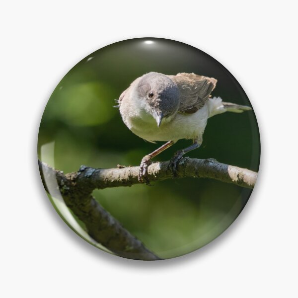 Item preview, Lesser whitethroat the curious one designed and sold by Jouko Lehto Photography.