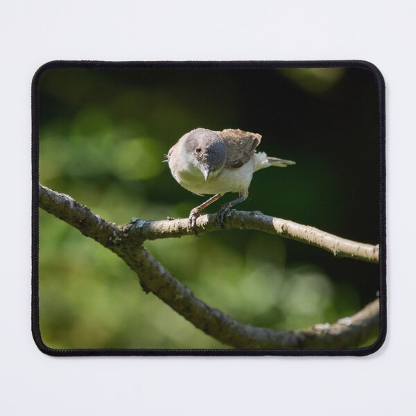 Item preview, Lesser whitethroat the curious one designed and sold by Jouko Lehto Photography.