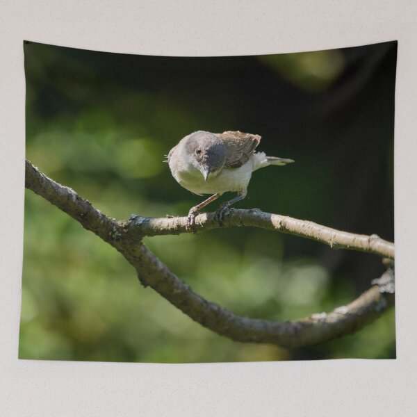 Item preview, Lesser whitethroat the curious one designed and sold by Jouko Lehto Photography.