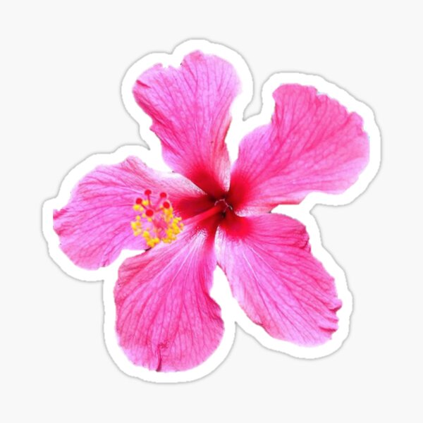 Hawaiian pink flower sticker  Sticker for Sale by ellieprints