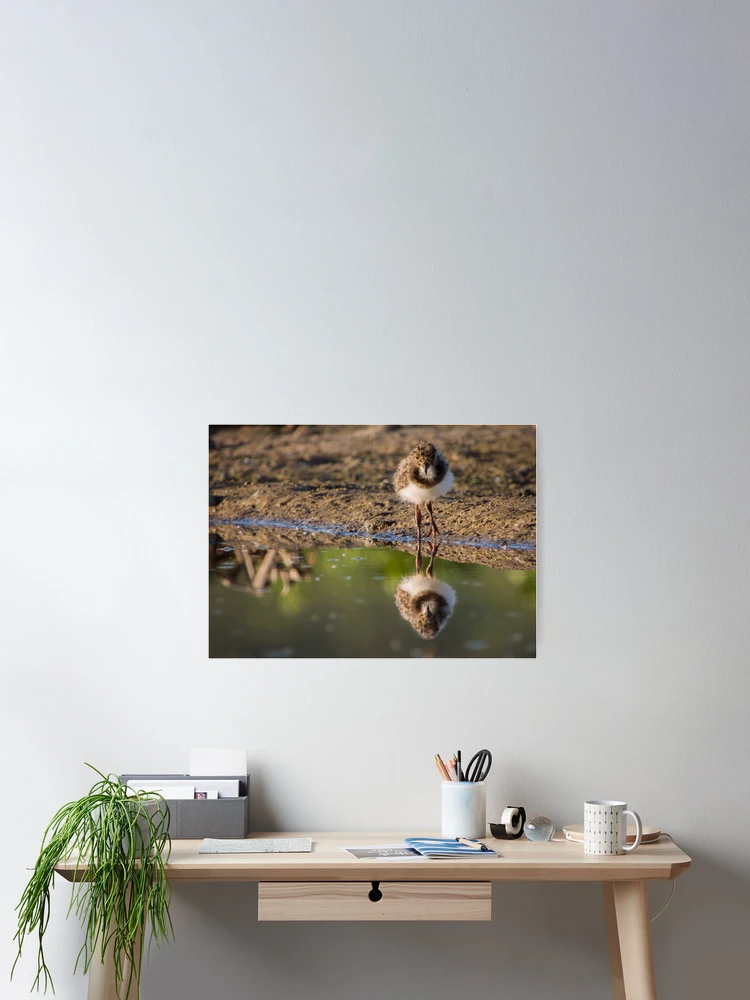 Thumbnail 2 of 3, Poster, Reflection designed and sold by WildEncounters.