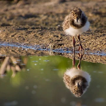 Artwork thumbnail, Reflection by WildEncounters