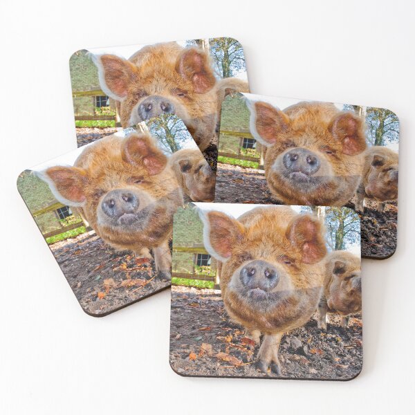 Item preview, New Zealand Kunekune Pig designed and sold by AndyEvansPhotos.