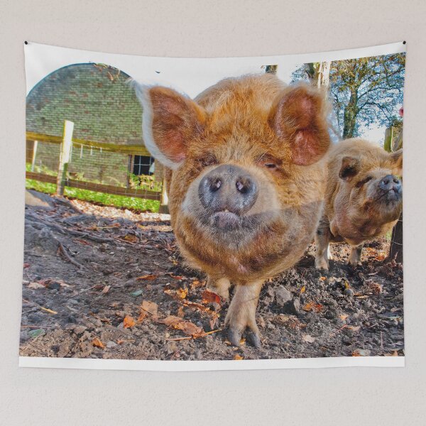 Item preview, New Zealand Kunekune Pig designed and sold by AndyEvansPhotos.