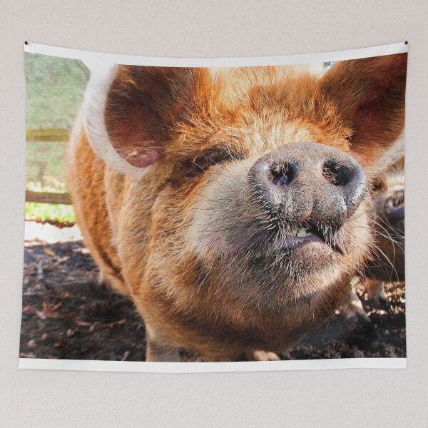 Item preview, New Zealand Kunekune Pig designed and sold by AndyEvansPhotos.