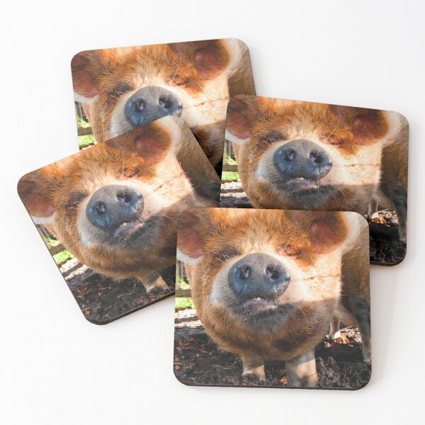 Item preview, New Zealand Kunekune Pig designed and sold by AndyEvansPhotos.