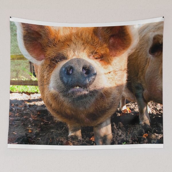 Item preview, New Zealand Kunekune Pig designed and sold by AndyEvansPhotos.