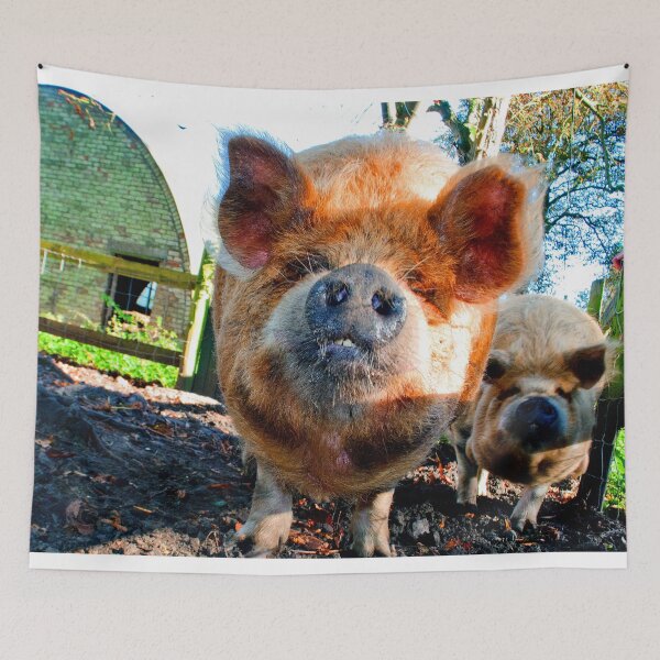 Item preview, New Zealand Kunekune Pig designed and sold by AndyEvansPhotos.