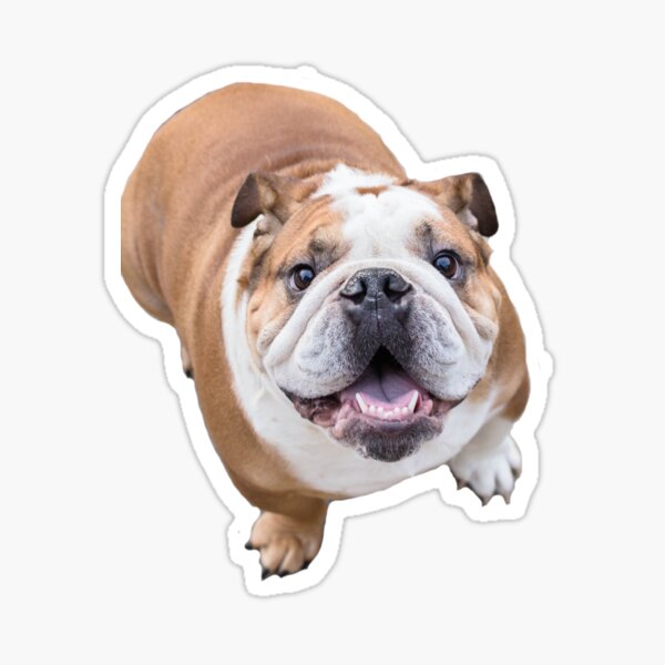 Buster the Bulldog Sticker